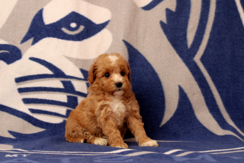 puppy, for, sale, Mini  Goldendoodle, Matthew B. Stoltzfus, dog, breeder, Gap, PA, dog-breeder, puppy-for-sale, forsale, nearby, find, puppyfind, locator, puppylocator, aca